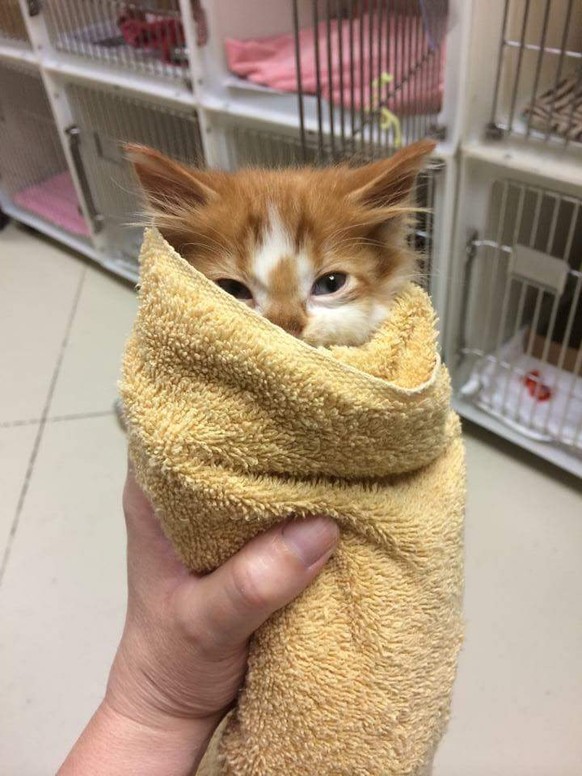 Burrito-Katze
Cute News
http://i.imgur.com/6hVUsmm.gif