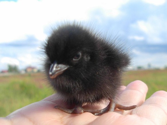 Wenn ein Baby-Elch im Auto sitzt, ist es Zeit für lustige Tierbilder
Ich bin für mehr Vogelvieh in den Cute News!