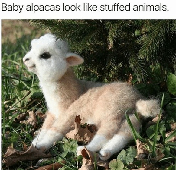 Baby-Alpaka
Cute News
https://me.me/i/baby-alpacas-look-like-stuffed-animals-i-want-one-21022064