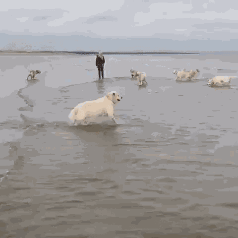 Animiertes GIF
