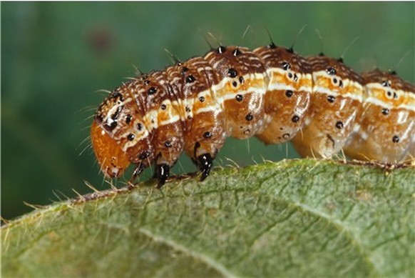 Raupe&nbsp;der Schmetterlingsart&nbsp;Spodoptera frugiperda.