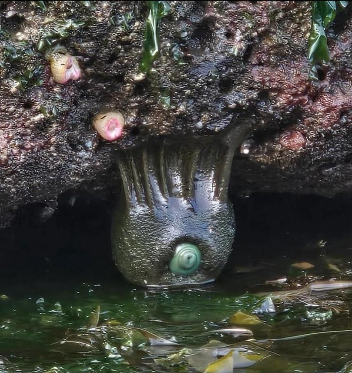 creepy nature

https://www.reddit.com/r/GWAR/comments/1ebkrd8/just_spotted_gwar_member_at_the_beach/