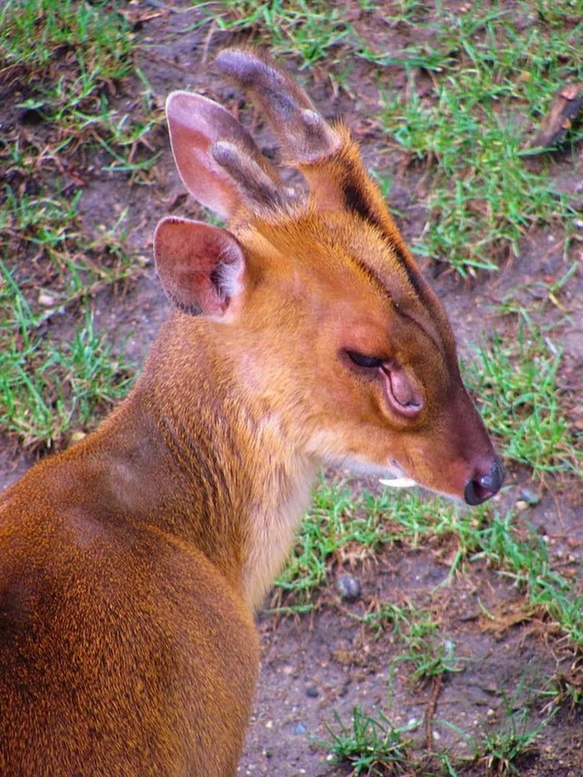 muntjak
muntjac deer

https://www.reddit.com/r/Trailerclub/comments/105nrsf/muntjac_deer/