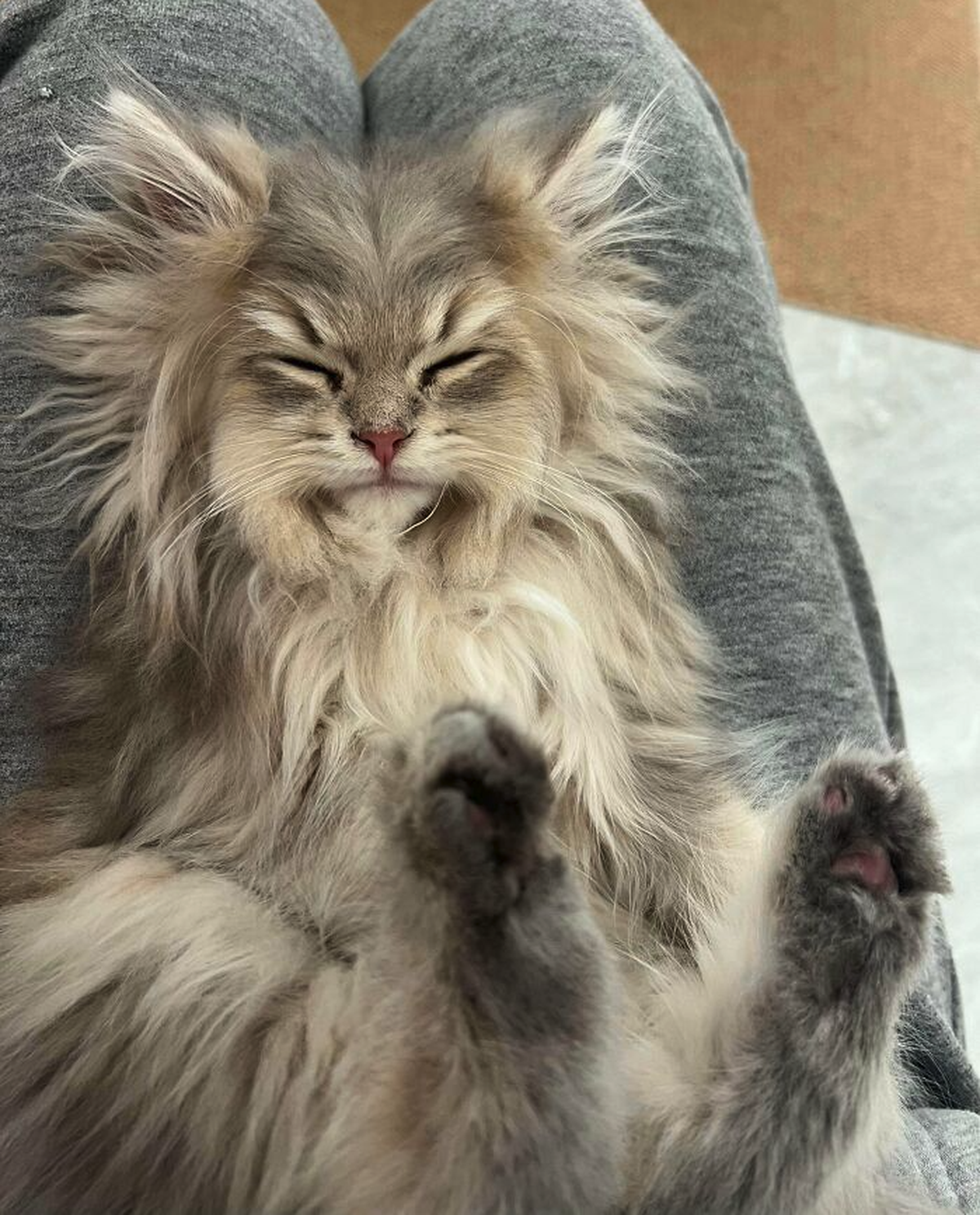 Katze sieht aus wie Grossvater.

https://static.boredpanda.com/blog/wp-content/uploads/2025/10/690461935d51d_4m6r00m2c4yf1__700.jpg