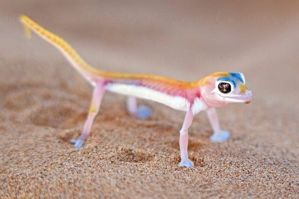 cute news tier gecko

https://ch.pinterest.com/pin/1121888957174753082/