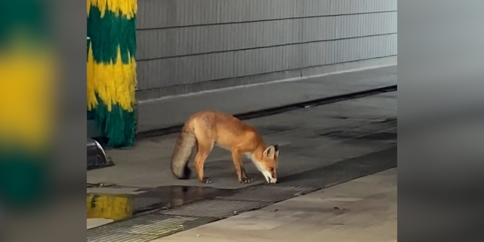 In der Waschanlanage Gafner in Thun wurde ein Fuchs gesichtet.Das Video wurde am Donnerstagmorgen mit der Caption «...o dr Fuchs isch gärn suber» auf Facebook gepostet.