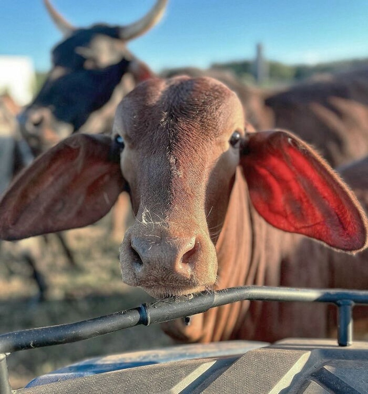 cute news tier mit grossen ohren kuh

https://www.instagram.com/p/CyRxJ2GOvav/