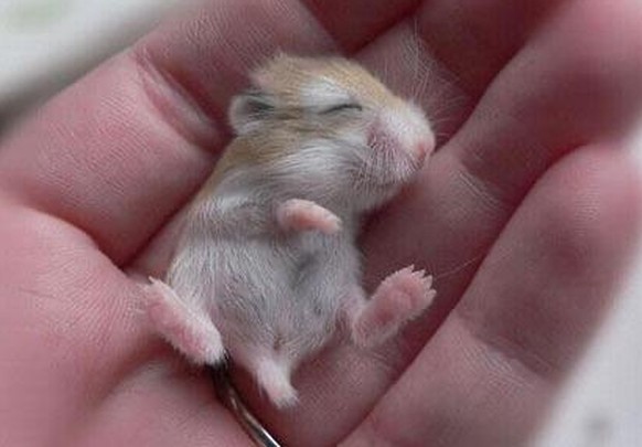 cute news animal tier maus/hamster

https://imgur.com/gallery/hiiN9JY