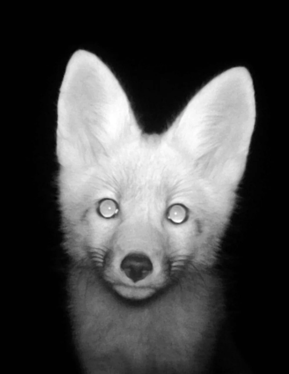 Wildtierkamera
