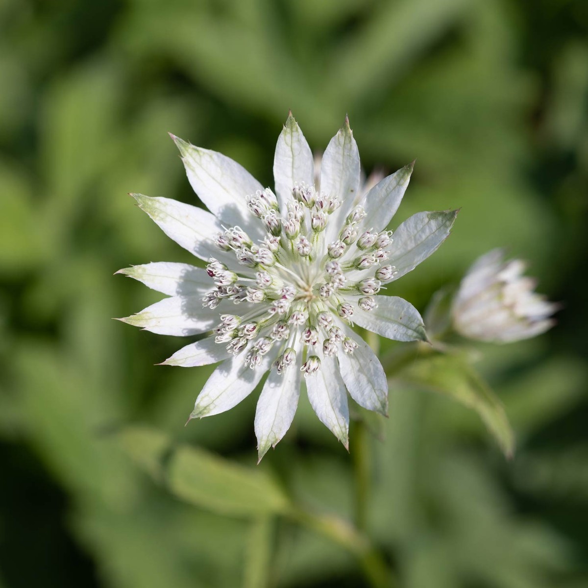 Grosse Sterndolde (Astrantia major)