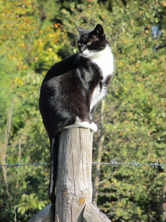 Katzen auf Pfosten

http://imgur.com/gallery/leoze