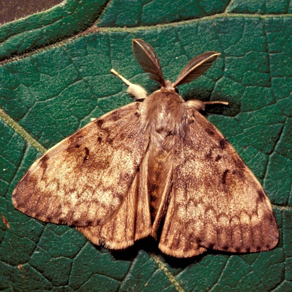 Gypsy Moth, Lymantria dispar.......... Gypsy Moth, Lymantria dispar, Credit:David Rentz / Avalon PUBLICATIONxNOTxINxUKxFRAxUSA Copyright: xDavidxRentzx/xAvalonx 0511132306