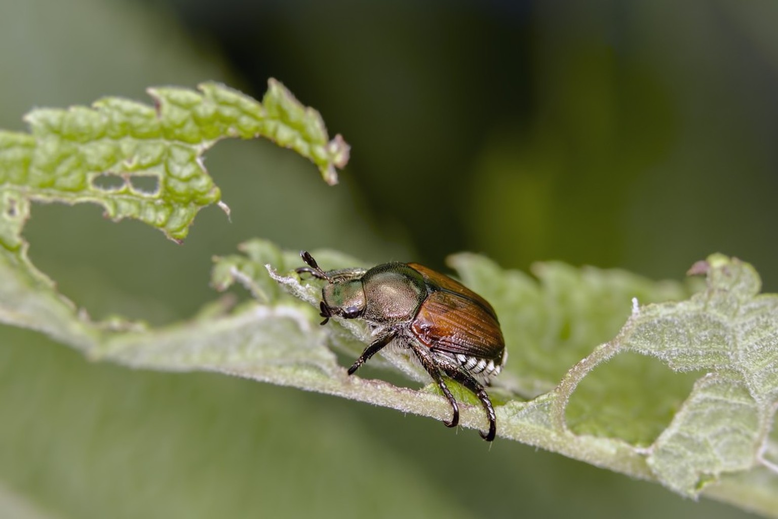 Japankäfer (Popillia japonica)