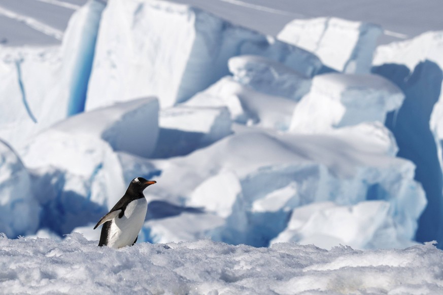 Eselspinguin Pygoscelis papua auf Schnee, Neko Harbour, Antarktis Gentoo penguin Pygoscelis papua on snow, Neko Harbour, Antarctica Copyright: imageBROKER/SergioxPitamitzx/xVW ibleca16600336.jpg Bitte ...
