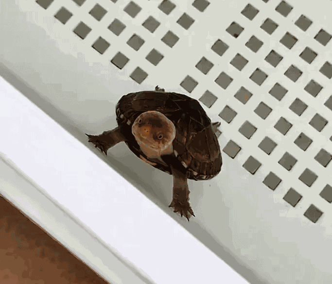 Animiertes GIF