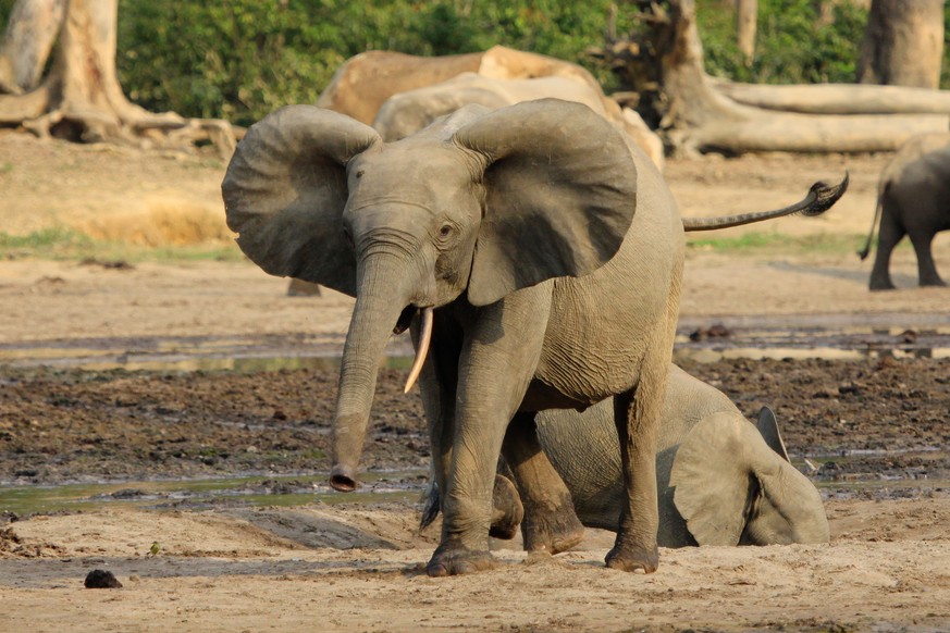 Forest elephant (Loxodonta cyclotis) displaying rounded ears in Dzanga Bai, a forest clearing in Dzanga Sangha Protected Area, CAR (Quelle: WWF)