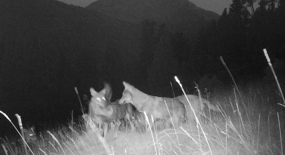 Wolfsrudel im Nationalpark