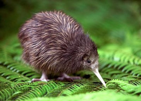 Kiwi Vogel
https://www.pinterest.com/pin/321163017149953894/