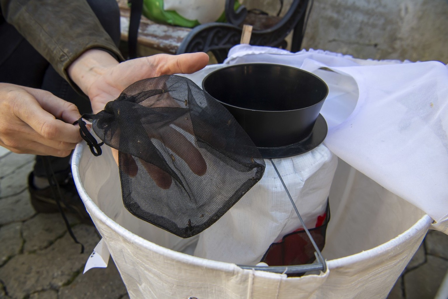 Corinne Jacquelin, biologiste a la Ville de Lancy presente le contenu d&#039;un piege pour neutraliser les moustiques, a l&#039;occasion d&#039;un reportage contre le moustique-tigre, une espece invas ...