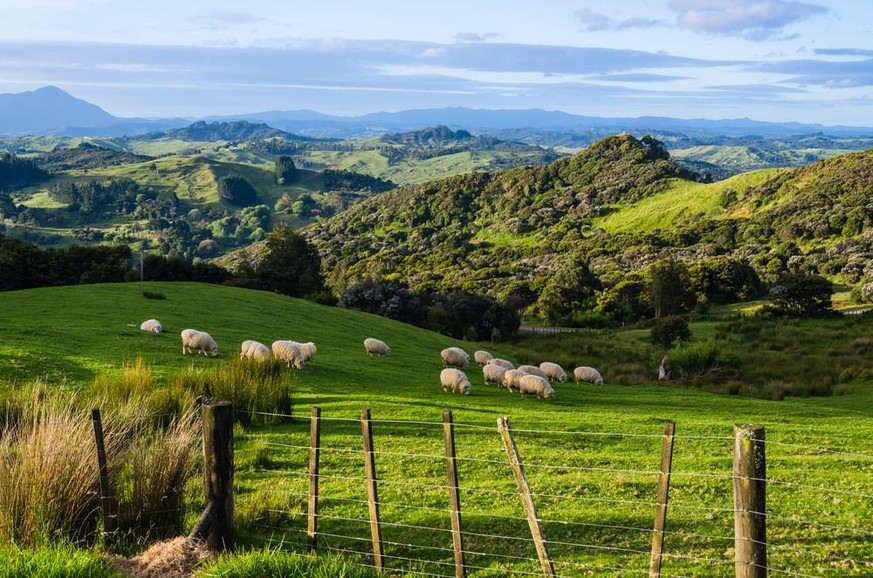 Schafe auf der Nordinsel von Neuseeland.