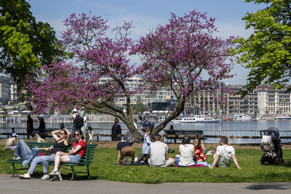 Les arbres sont en fleurs à Genève.