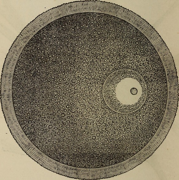 Der springende Punkt kommt aus der Biologie: Er ist ein pulsierender roter Fleck, der z.B. im befruchteten Hühnerei etwa nach dem dritten Tag der Bebrütung mit blossem Auge zu erkennen ist, als erstes ...