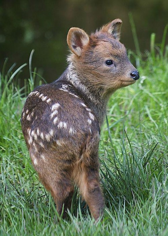 31 GIFs für gute Laune – und 10 Bilder, bei denen du sogar was lernst
Ein Baby Pudu ☺️
