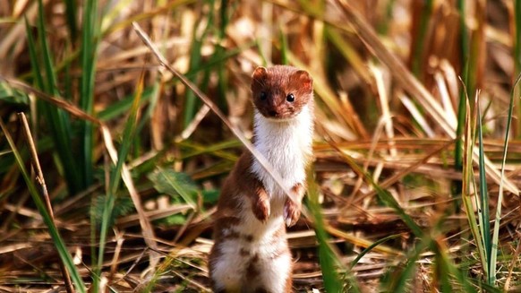 cute news animal tier weasel

https://imgur.com/t/aww/vv76gNL