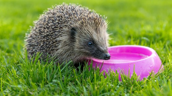 Ein Igel trinkt aus einem pinken Becher.