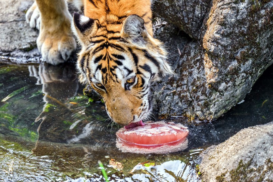 epa05443100 A handout picture released by the Taipei Zoo shows a Bengal tiger licking an &#039;iced cake&#039; made with ice and meat at the Taipei Zoo in Taipei, Taiwan, 27 July 2016. On 27 July, tem ...
