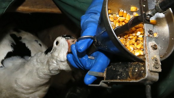 Fois gras producer Robin Arribit force-feeds a duck with corn in La Bastide Clairence, southwestern France, Thursday, Dec.8, 2016. Despite a new outbreak of bird flu in France, foie gras producers are ...