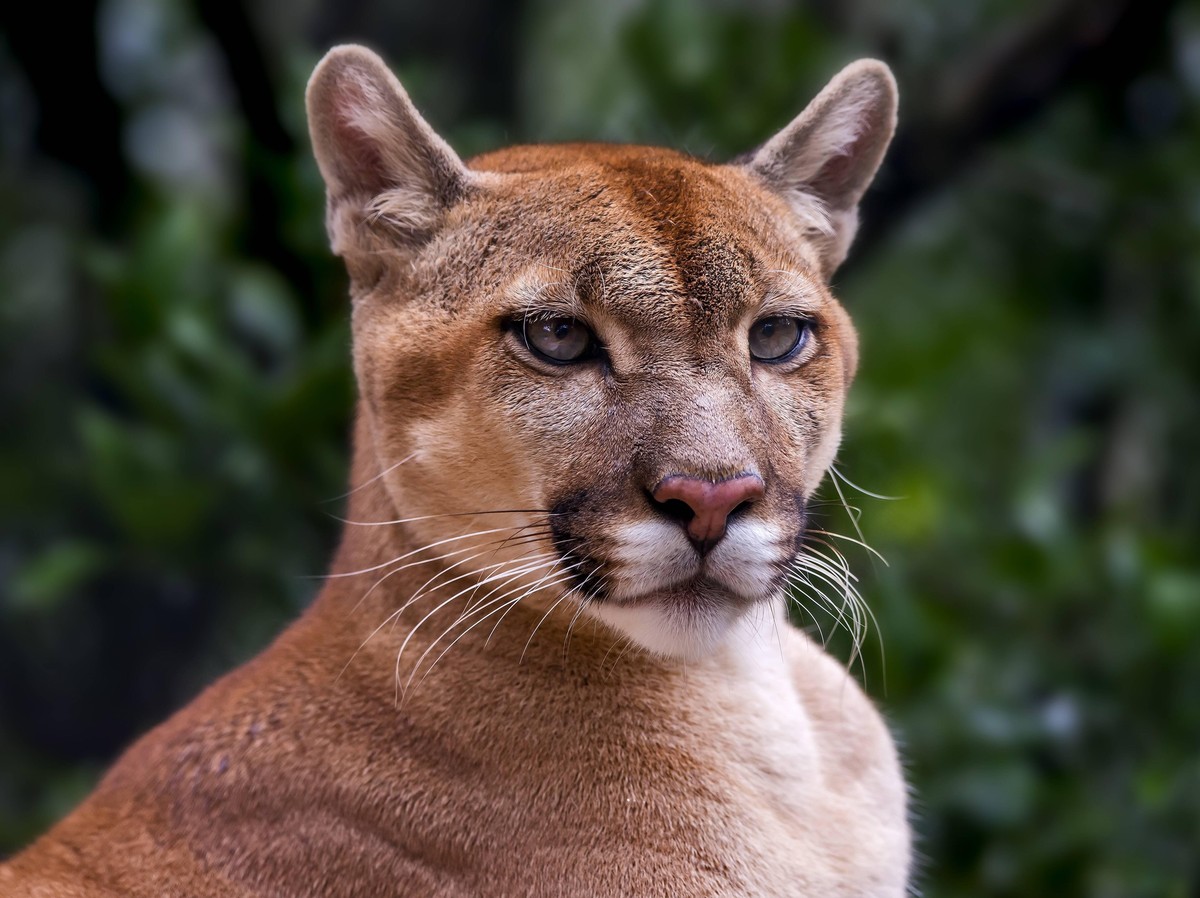 Cougar (Puma concolor), photographed in Goiais, Brazil, Cerrado Biome, Captive animal 333DTG68