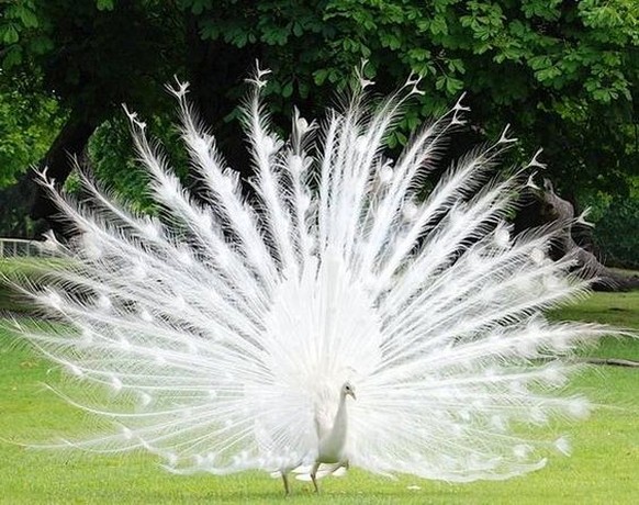Albino-Pfau
https://www.pinterest.com/pin/444449056955203645/