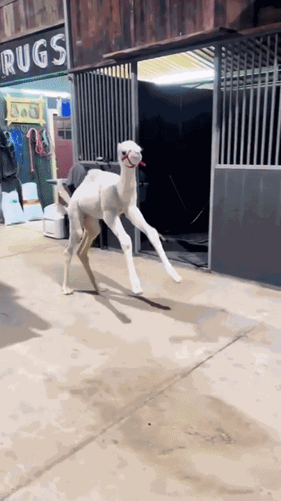 Animated GIF