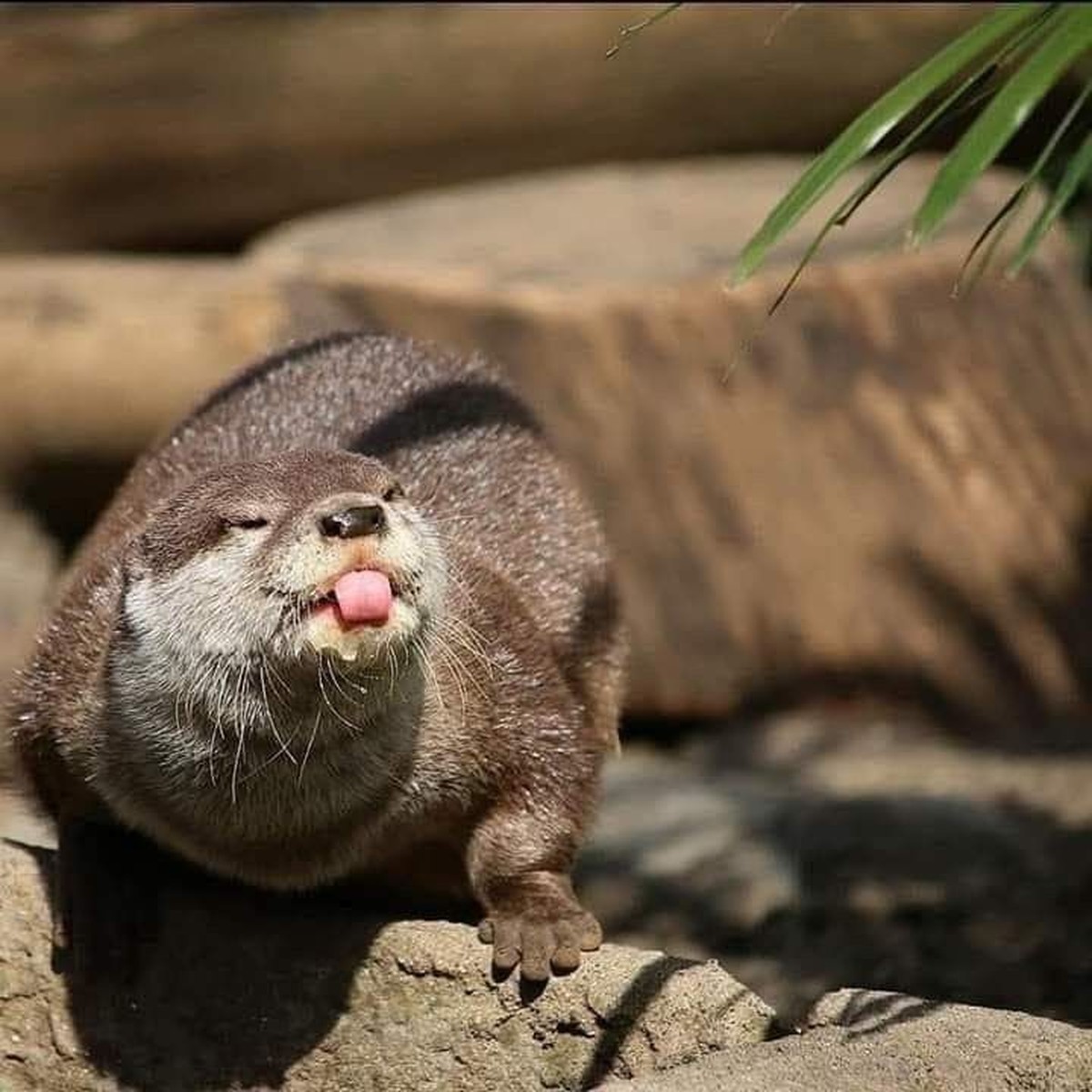 cute news tier otter

https://ch.pinterest.com/pin/69805862968327870/