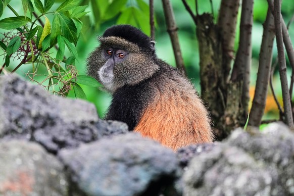 A golden monkey in Volcanoes National Park in Kinigi, Rwanda, Thursday, March 19, 2026. (AP Photo/Brian Inganga)
