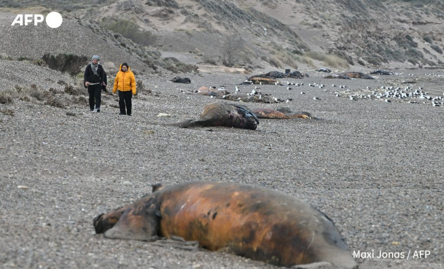 whale chubut argentina bacteria
