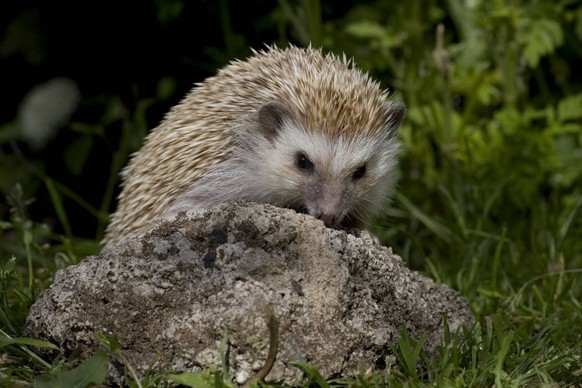 Bildnummer: 56686873 Datum: 11.12.2011 Copyright: imago/McPHOTO
S�dafrikanischer Wei�bauchigel, - McPPUW Tiere xcb x0x 2011 quer S�dafrikanischer Wei�bauchigel S�dafrikanischer Weissbauchigel 

566 ...