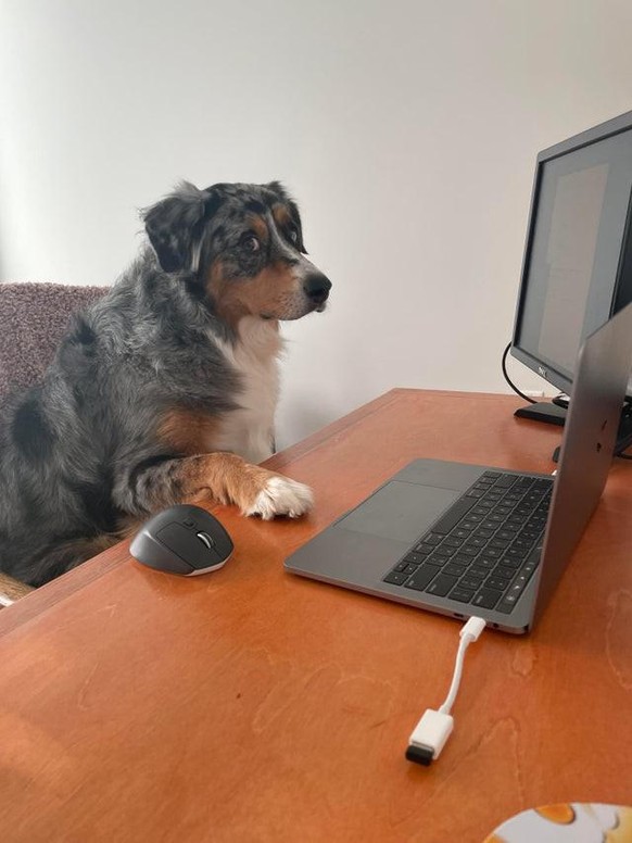 cute news animal tier hund doggo

https://www.reddit.com/r/rarepuppers/comments/s1mxzh/working_from_home_would_be_easier_if_my_assistant/