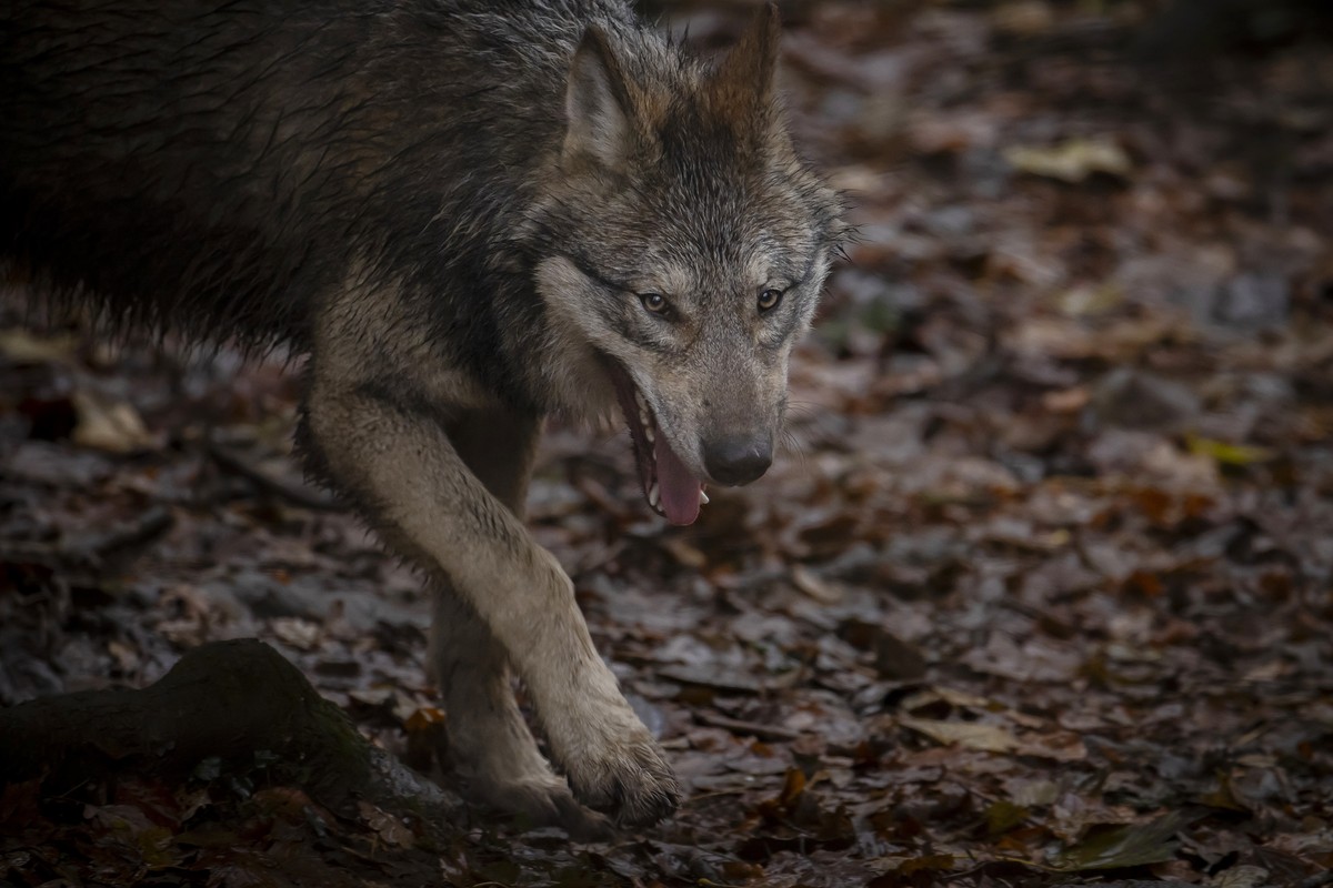 Ein Wolf im Wildnispark Langenberg, aufgenommen am Freitag, 8. Dezember 2023 in Langnau am Albis.Die Woelfe im Wildnispark Zuerich Langenberg stammen urspruenglich von Wildfaengen in den Karpaten ab u ...