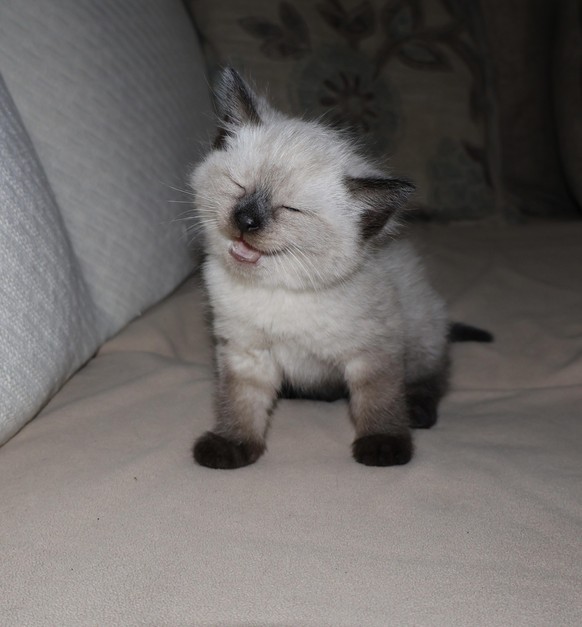 cute news animal cat https://www.reddit.com/r/cats/comments/19ch729/good_name_for_boy_siamese_with_an_e_sound_at_the/