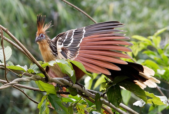 Hoatzin