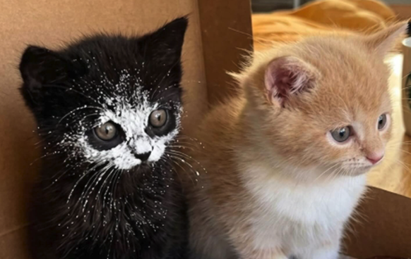 Baby Katzen