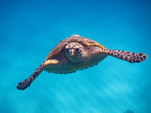 Frontalporträt einer Echten Karettschildkröte, die durch klares, türkisblaues Wasser gleitet *** Frontalporträt a Real Hawksbill turtle, the through clear, Turquoise Blue Water slides 1132500199