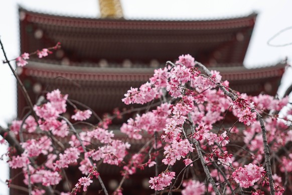 Tokyo Daily Life And Economy Cherry blossom is seen on a tree at Senso-Ji temple in Tokyo, Japan on March 19, 2026. Tokyo Japan PUBLICATIONxNOTxINxFRA Copyright: xJakubxPorzyckix originalFilename: por ...