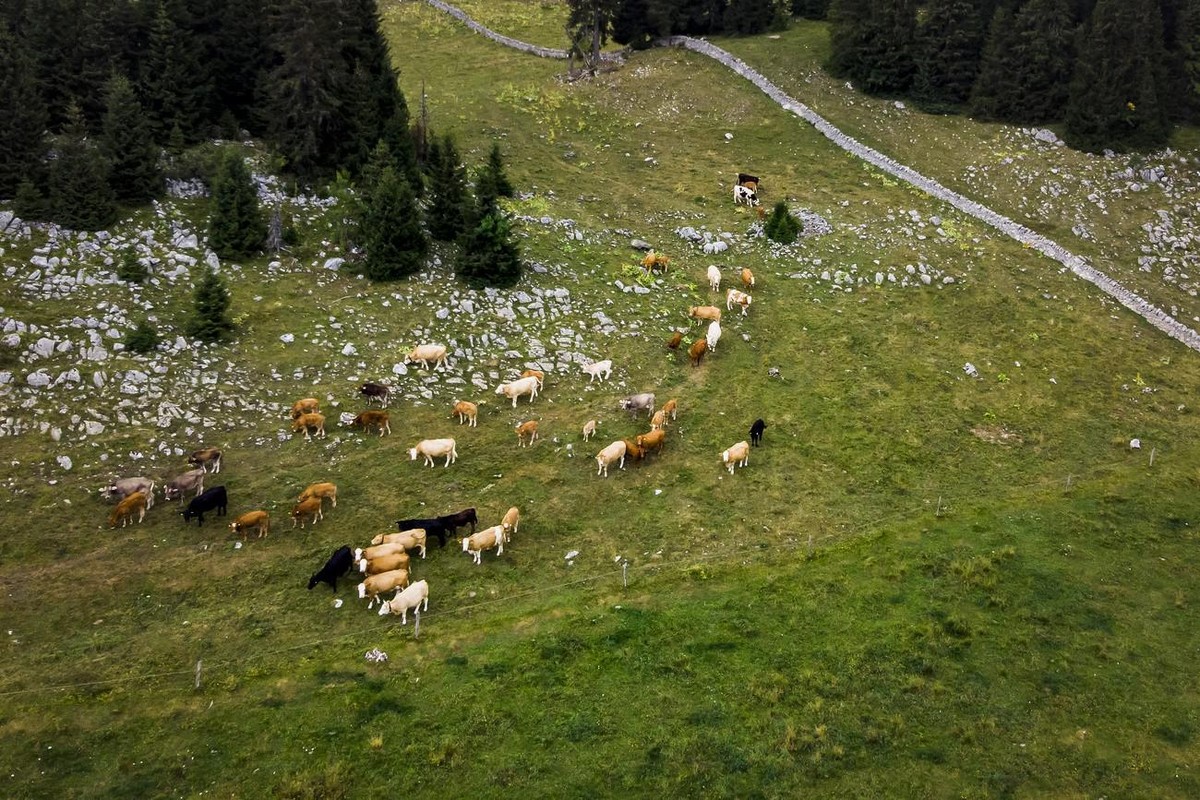 Des vaches broutent de l'herbe dans le paturage d'un alpage ce lundi 6 aout 2018 pres du Col du Marchairuz dans le Jura vaudois.