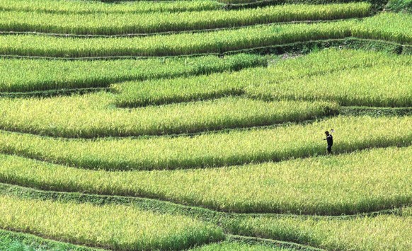 An ethnic Hmong farmer walks through rice terraces in Mu Cang Chai district, Yen Bai province, Vietnam on Sunday, Sept. 27, 2015. On the mountains between 1,000 and 2,000 meters above the sea level, e ...