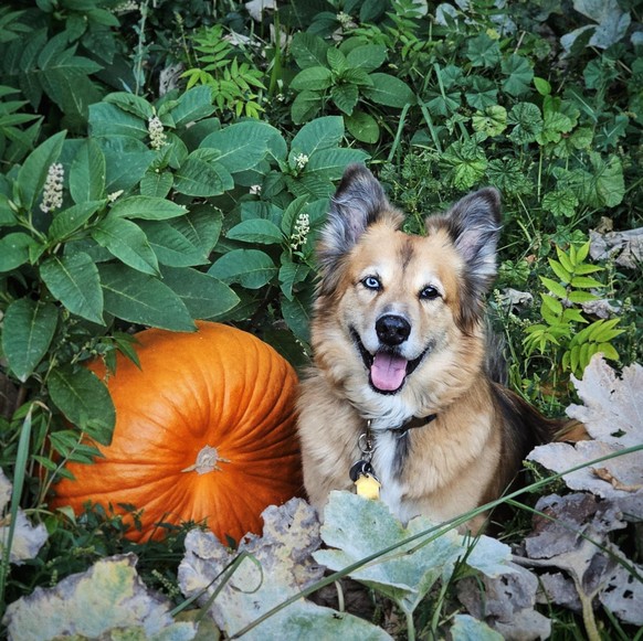 cute news tier hund

https://www.reddit.com/r/rarepuppers/comments/1cg9t5t/this_is_a_photo_of_my_pupper_from_last_fall_i/