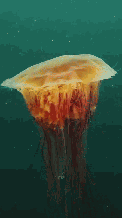 Animiertes GIF