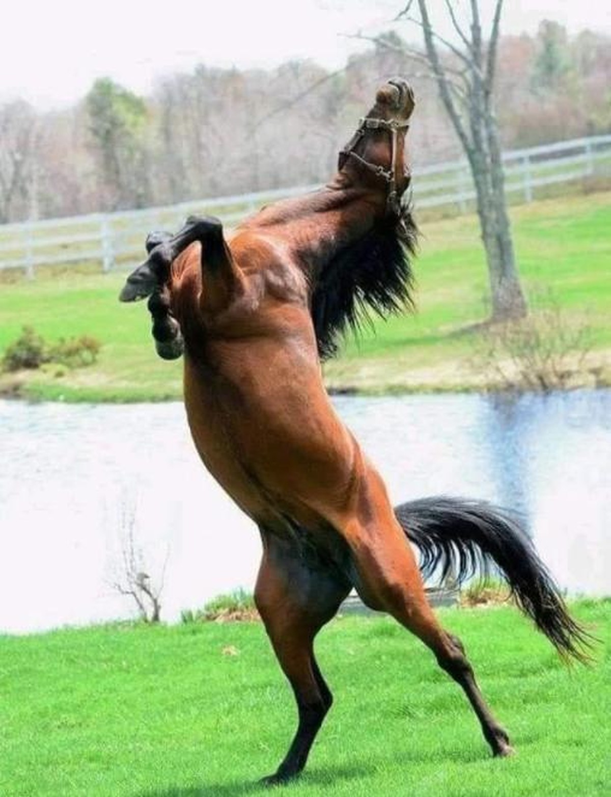 Tiere